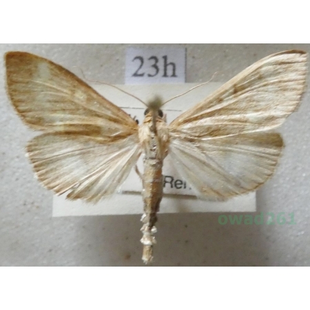 Ostrinia nubilalis (Hübner, 1796) Omacnica prosowianka Czech23h